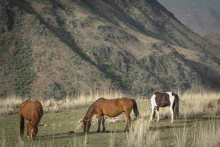 Horse and foal graze in a mountain pasture