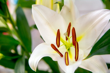 Lily flower, opened flower close-up.の写真素材