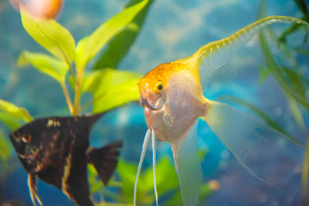 Aquarist, aqua fish Pterophyllum) is a genus of fish of the Cichlidae family. They are among the most popular and most widespread aquarium fish. scalarの写真素材