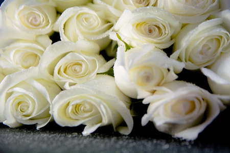 White roses with water drops on a black background.の写真素材