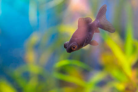 Carassius gibelio forma auratus, black telescope.の写真素材