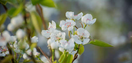 spring blooming apple tree in sunlight, white flowerの写真素材