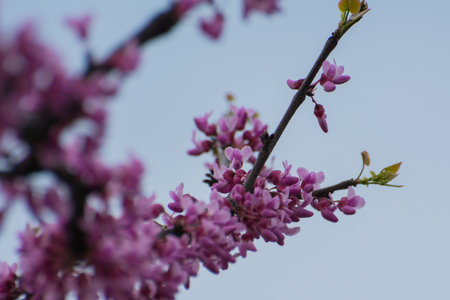 spring blooming apricot and peach with pink flowersの写真素材