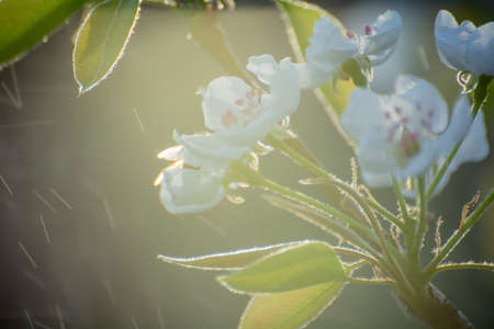 spring blooming apple tree in sunlight, white flowerの写真素材