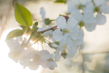 spring blooming apple tree in sunlight, white flowerの写真素材