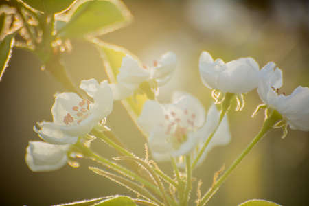 spring blooming apple tree in sunlight, white flowerの写真素材