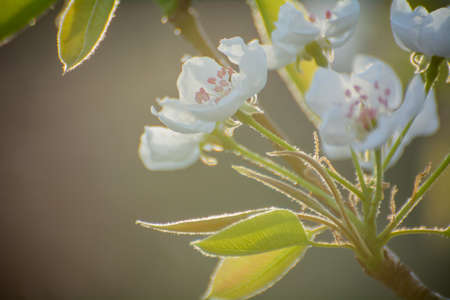 spring blooming apple tree in sunlight, white flowerの写真素材