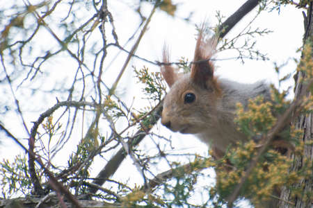 Gray Squirrel Climbing Spring Bare Treesの写真素材