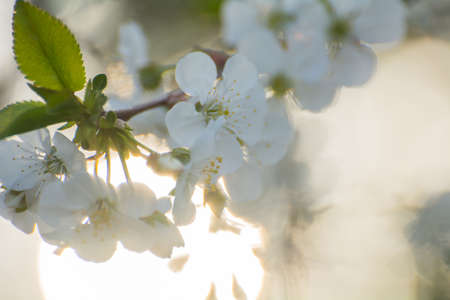 spring blooming apple tree in sunlight, white flowerの写真素材