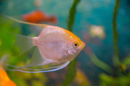 Aquarist, aqua fish Pterophyllum) is a genus of fish of the Cichlidae family. They are among the most popular and most widespread aquarium fish. scalarの写真素材