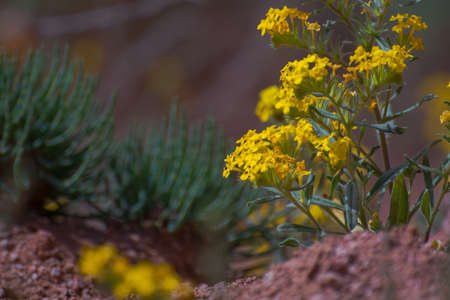 flowers growing on sandy soil, Kyrgyzstanの写真素材