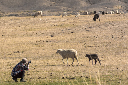 a girl photographs a walking sheep.