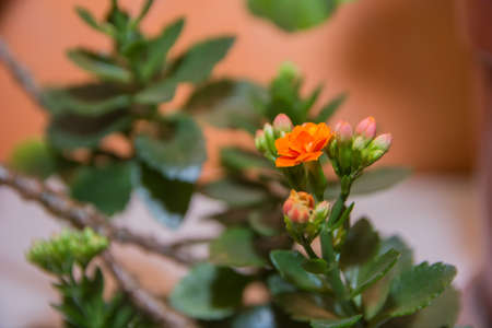 a genus of succulent plants of the Crassulaceae familyの写真素材