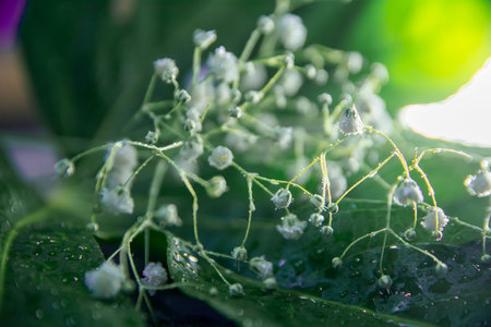 Floral arrangement of gypsophila lights and Aralia leaf