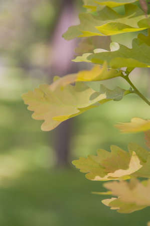 oak leaves on the background of a green parkの写真素材