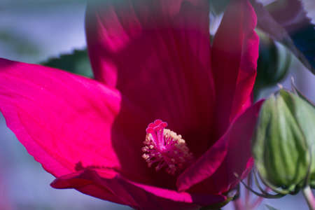 Bud of a red flower, macro photo of a flower stamen.の写真素材