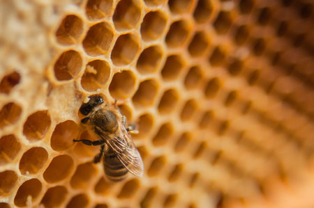 Frame with bees and honey, honeycomb cells closeup