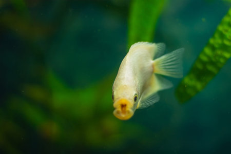 Aquarist, aqua fish. Helostoma temminkii is a species of tropical ray-finned fishes from the...