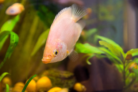 Aquarist, aqua fish. Helostoma temminkii is a species of tropical ray-finned fishes from the suborder labyrinth, allocated to the monotypic family of Helostomatidaeの写真素材