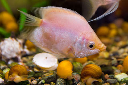 Aquarist, aqua fish. Helostoma temminkii is a species of tropical ray-finned fishes from the suborder labyrinth, allocated to the monotypic family of Helostomatidaeの写真素材
