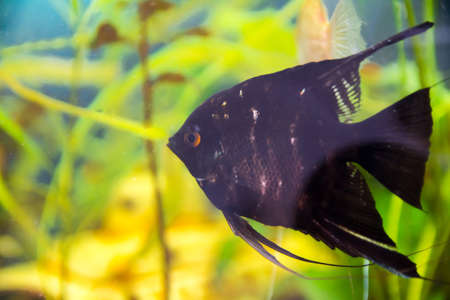 Aquarist, aqua fish Pterophyllum) is a genus of fish of the Cichlidae family. They are among the most popular and most widespread aquarium fish. scalarの写真素材