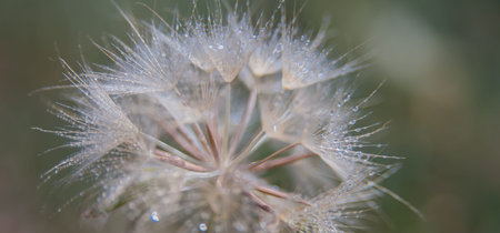 White dandelion with stamens close up as a background and abstract imageの写真素材