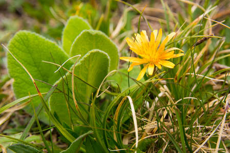 wild nature flower, konorchek horses in Kyrgyzstan, selective focusの写真素材