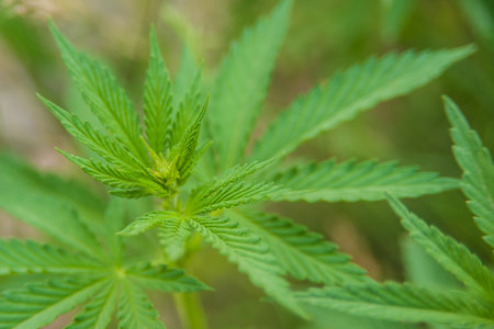 Bushes and leaves of marijuana close-up, Kyrgyzstan