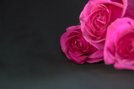 Bouquet of burgundy roses, flower buds as a background.の写真素材