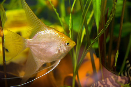 Aquarist, aqua fish Pterophyllum) is a genus of fish of the Cichlidae family. They are among the...
