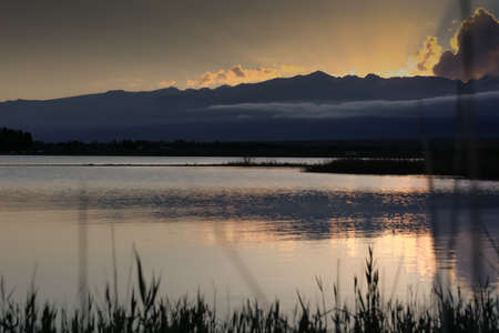 Feathered animals of the Issyk-Kul lake, wild ducks, seagulls.の写真素材