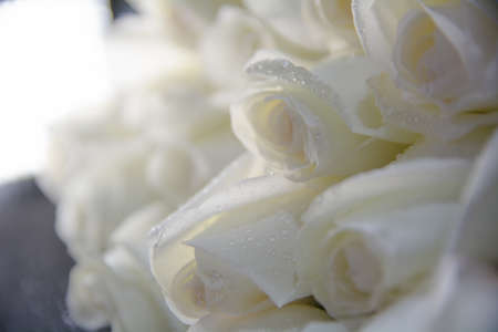 White roses on a black backgroundの写真素材