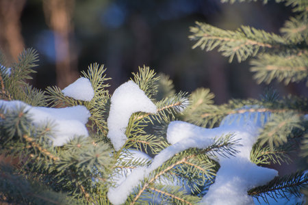 green branches of a Christmas tree under the snowの写真素材