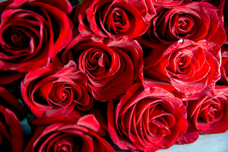 Burgundy roses, classic flowers for the background.の写真素材