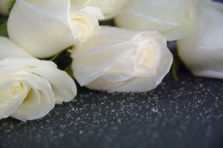 White roses with water drops on a black background.の写真素材