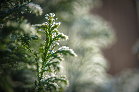 Winter frost on the green branches of the Christmas tree, Christmas background imageの写真素材