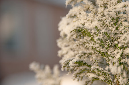 Winter frost on the green branches of the Christmas tree, Christmas background imageの写真素材
