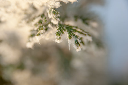 Winter frost on the green branches of the Christmas tree, Christmas background image