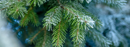 Winter frost on the green branches of the Christmas tree, Christmas background image
