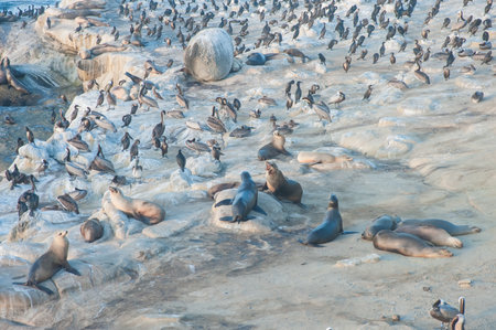 Beach with pilicans and fur seals or sealsの写真素材