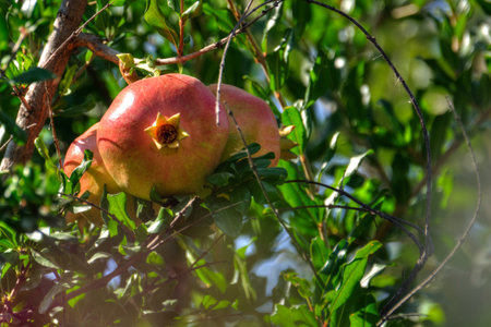Ripe pomegranate fruit, Osh Kyrgyzstan, Selective focusの写真素材