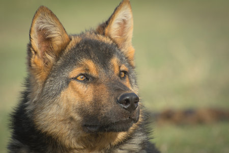 Close-up portrait of dog German shepherd breedの写真素材