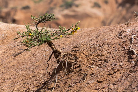 plant on sandy soil, Kyrgyzstan.