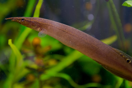Macrognathus is a genus of eel-like fish from the family Mastacembelidae.