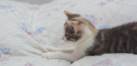 kitten tricolor one month old playfully posing for the cameraの写真素材