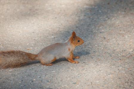 Walking squirrels in nature in a natural environment.の写真素材