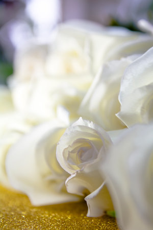 White rose buds on a gold background.の写真素材