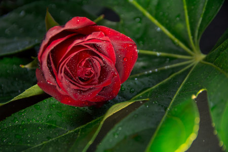 One bud of a burgundy or black rose lies on a large green leafの写真素材