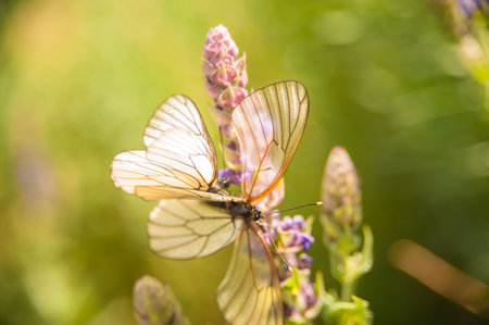 a butterfly with white wings collects pollen from a flowerの写真素材