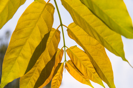 autumn yellow foliage in sunlightの写真素材